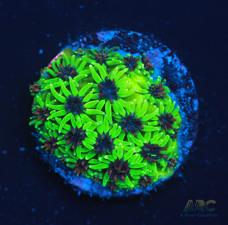 CC Sonic The Hedgehog Galaxia