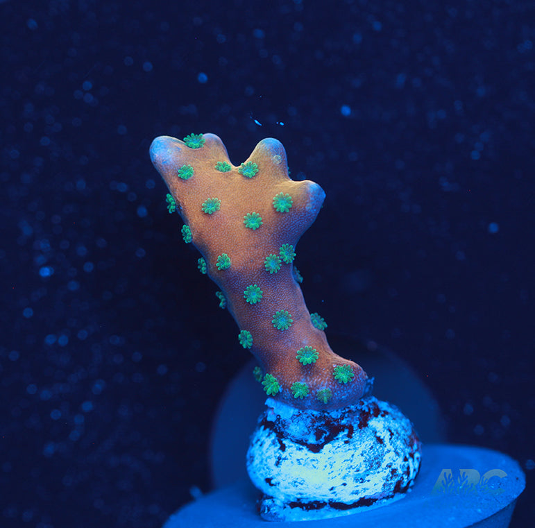 RR Tropicana Anacropora