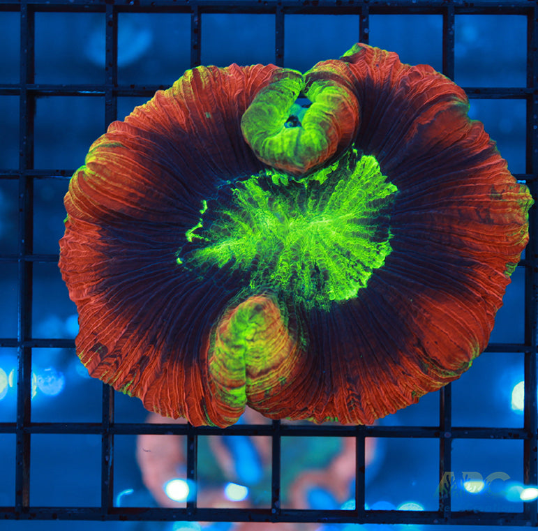 Ultra Trachyphyllia Brain Coral