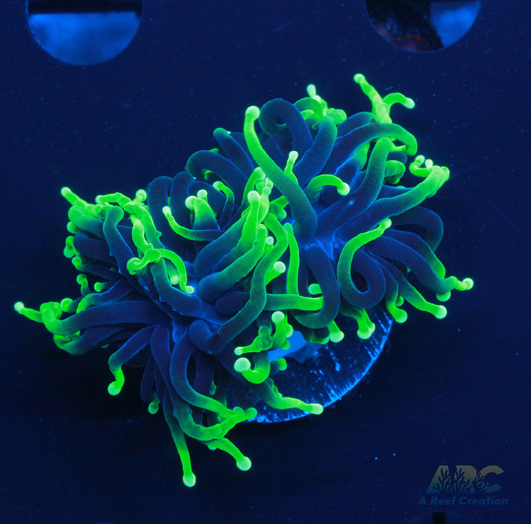 ARC Shock Tart Torch