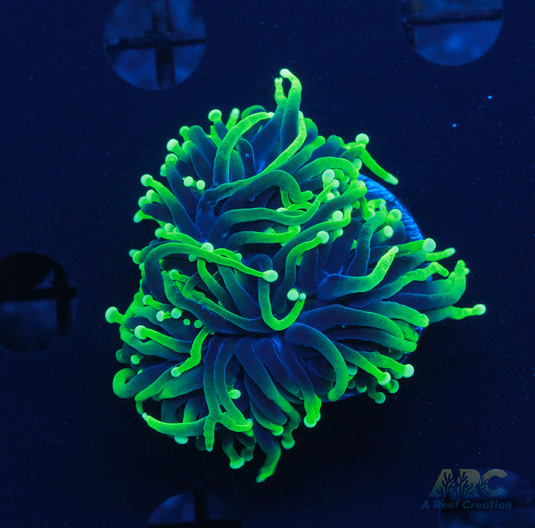 ARC Shock Tart Torch