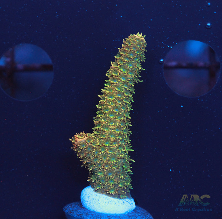 ARC Mayan Gold Milli