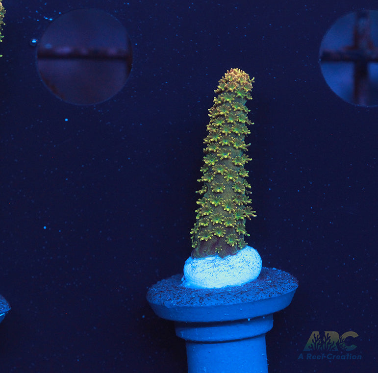 ARC Mayan Gold Milli