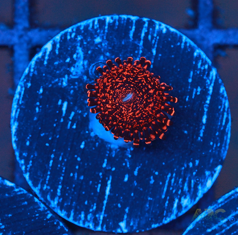 OG Nightmare Palythoas