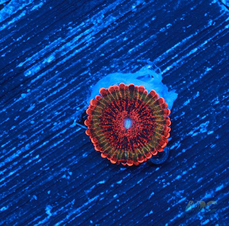 Speckled Krak Zoa