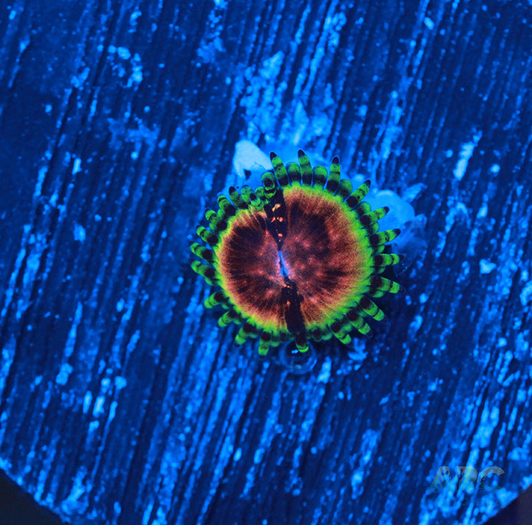 JF Bloodshot Zoa