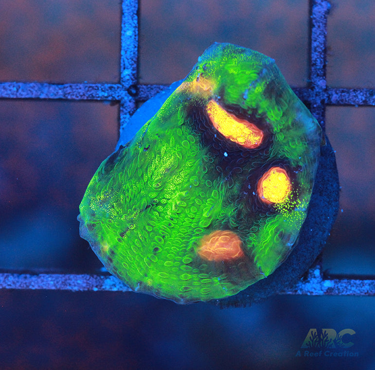 JF Raja Rampage Chalice