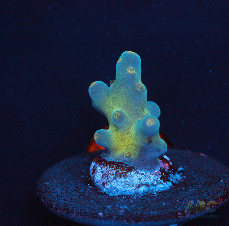 Reef Gen Blueberry Fantasy Granulosa