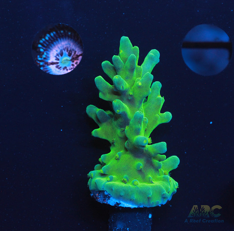 Acropora Florida maybe