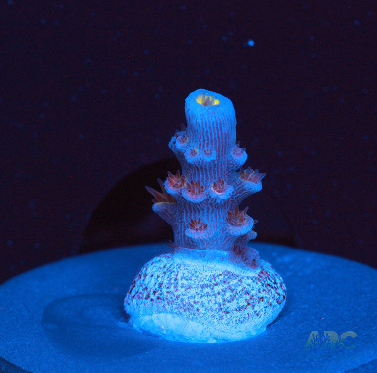 ARC Angry Birds Acro