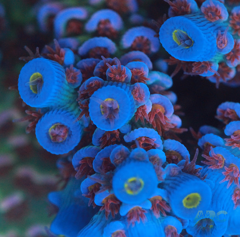 RR Angry Birds Tenuis Acro