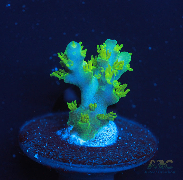 RR Marvin the Martin Acro