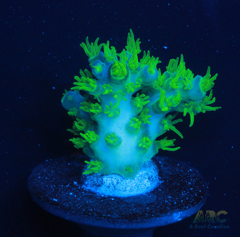 RR Marvin the Martin Acro