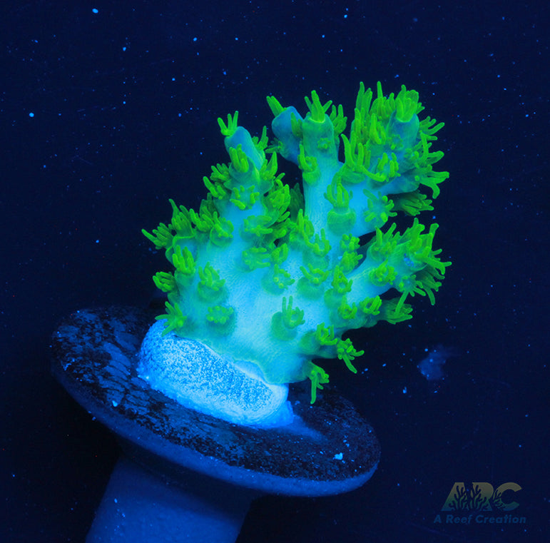 RR Marvin the Martin Acro