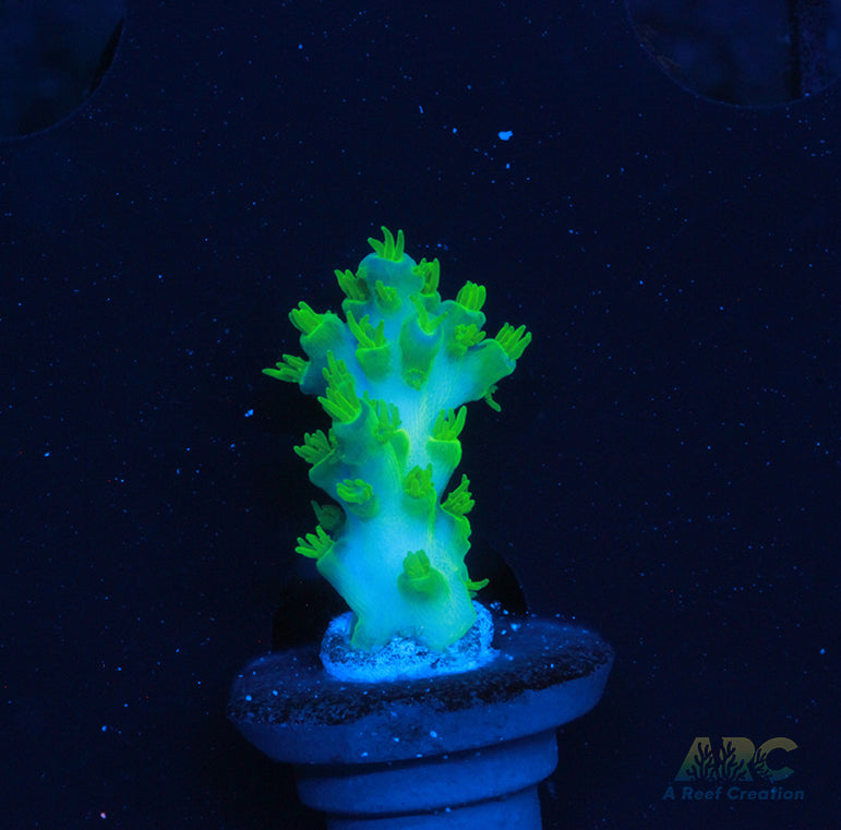 RR Marvin the Martin Acro