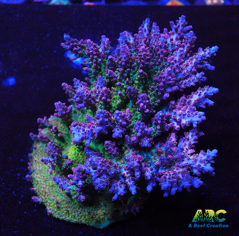 ARC Magic Carpet Acro