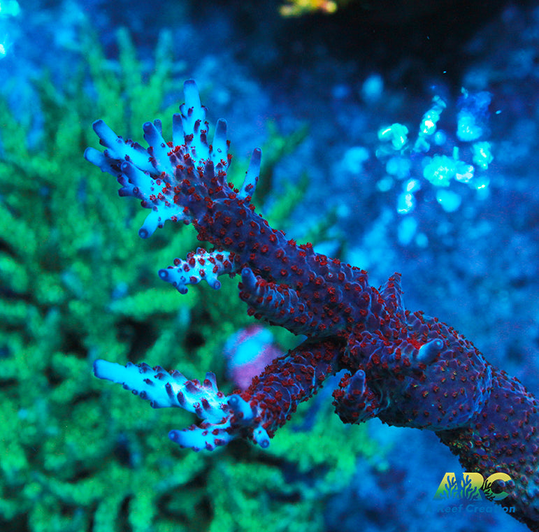 ARC Magic Dragon Acro