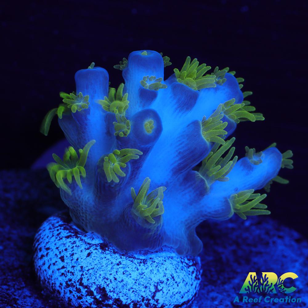 RRC Marvin the Martian