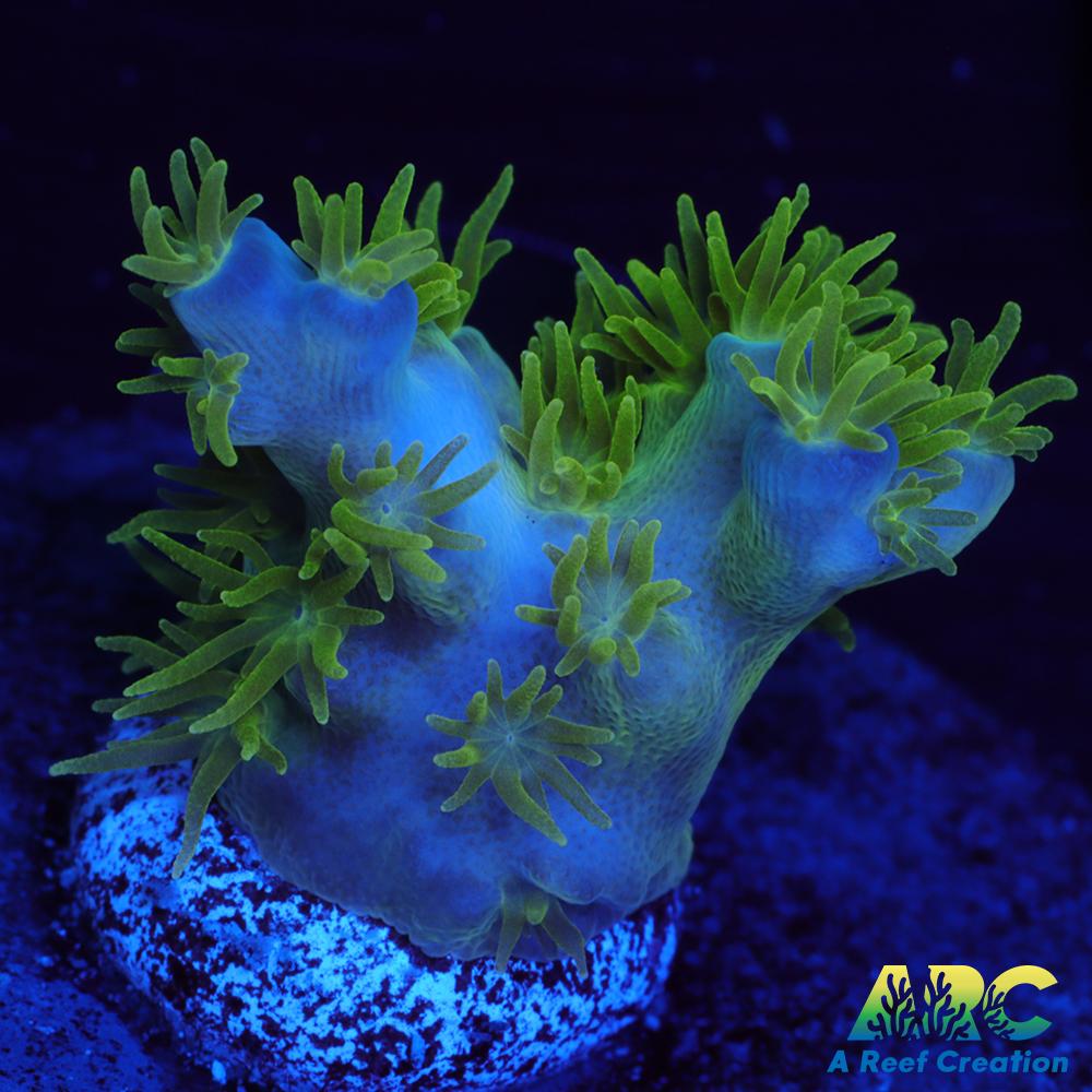 RRC Marvin the Martian