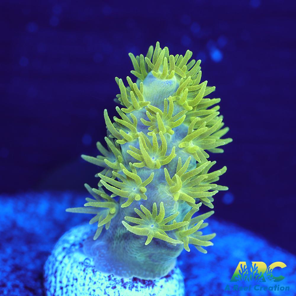 RRC Marvin the Martian