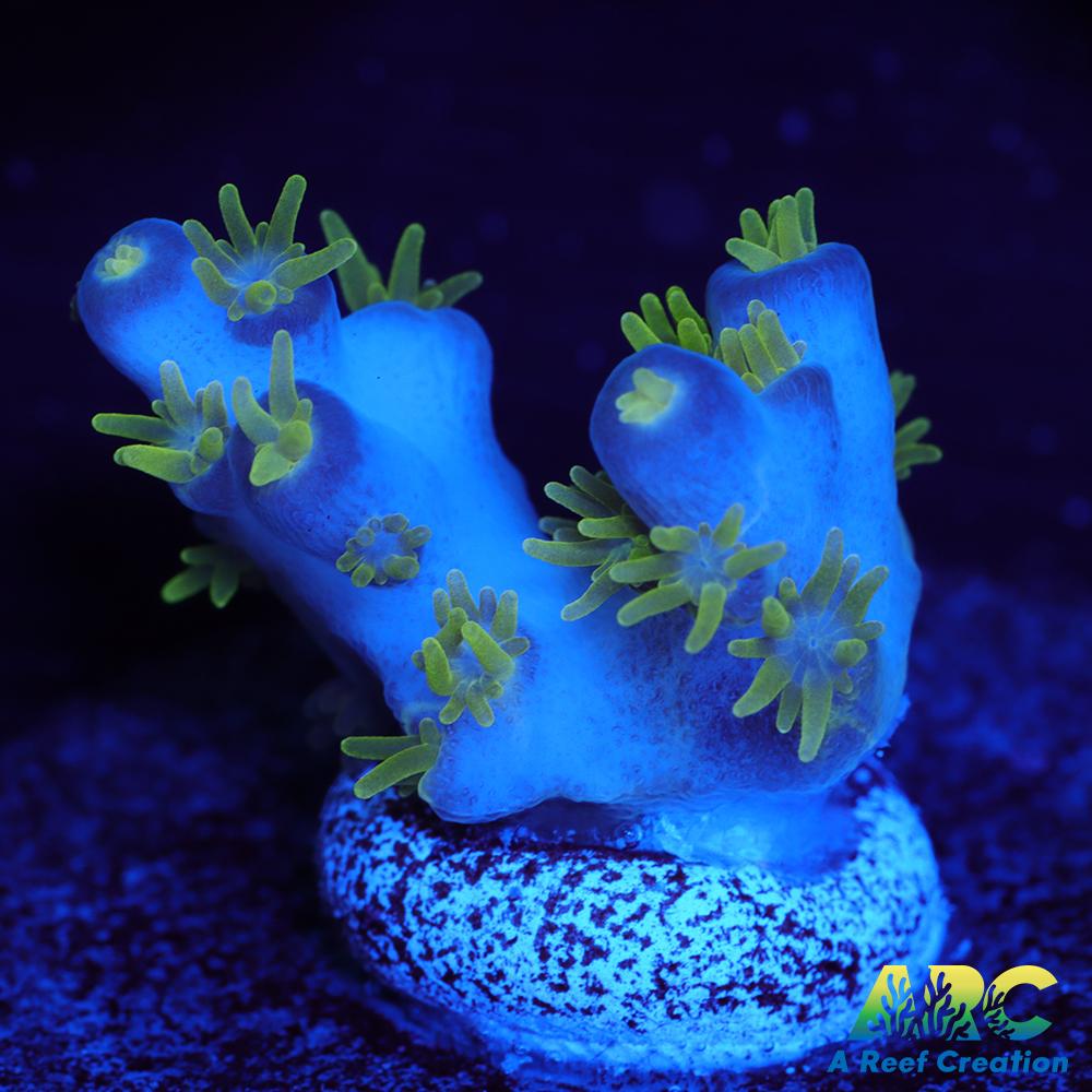 RRC Marvin the Martian