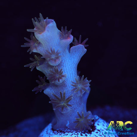 JF Blowtorch