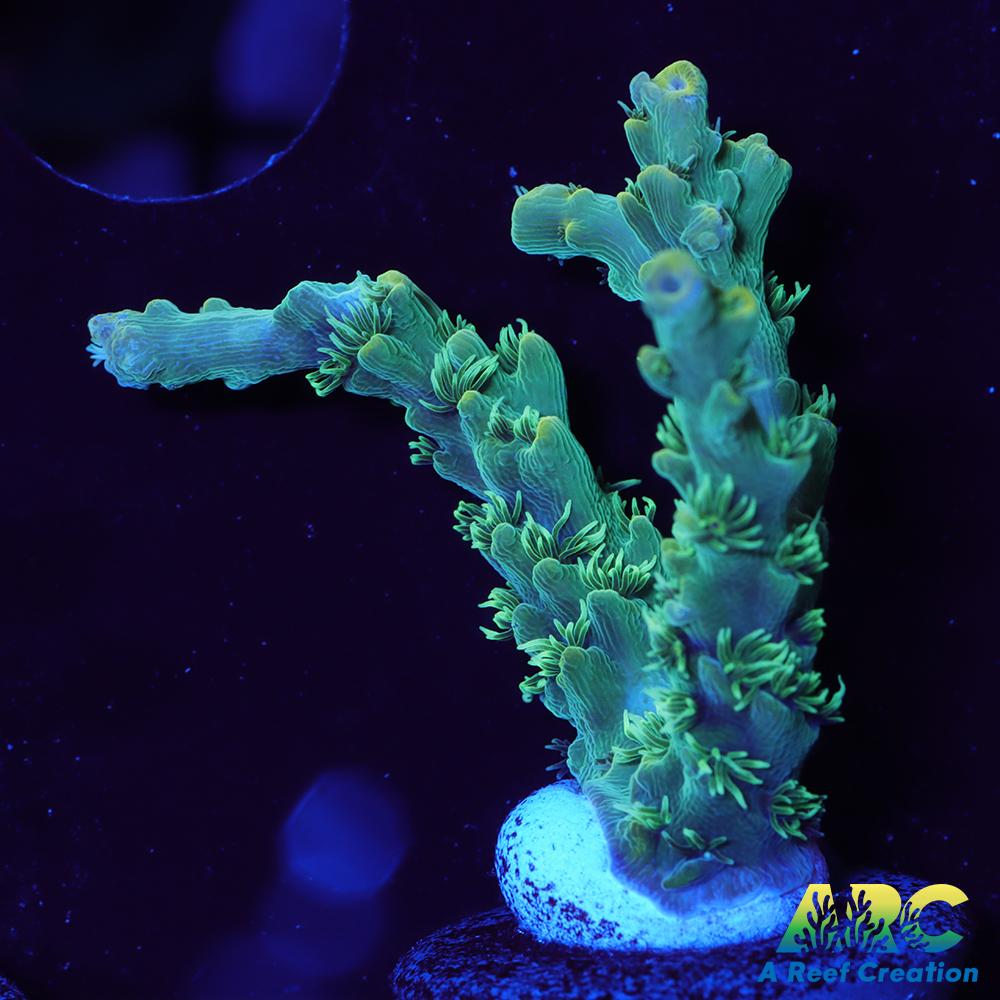 ARC Fuzzy Lime Table