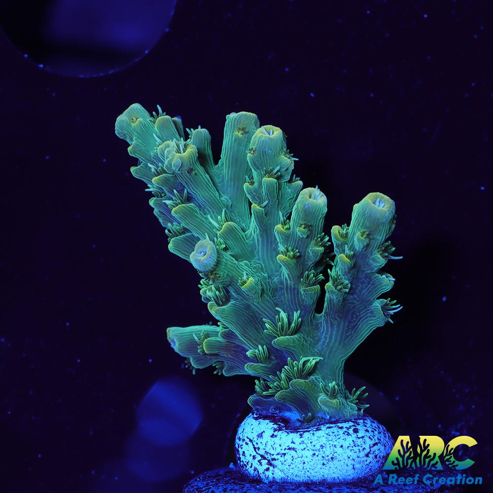 ARC Fuzzy Lime Table