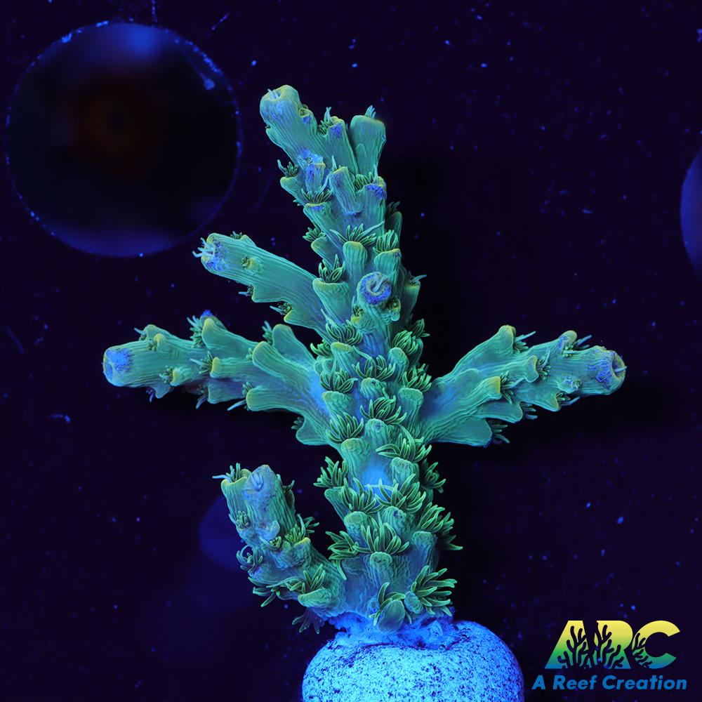 ARC Fuzzy Lime Table