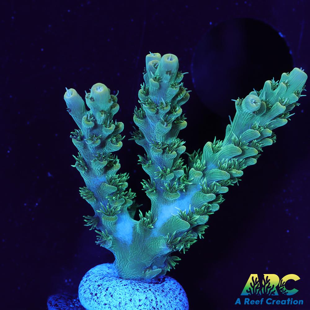 ARC Fuzzy Lime Table