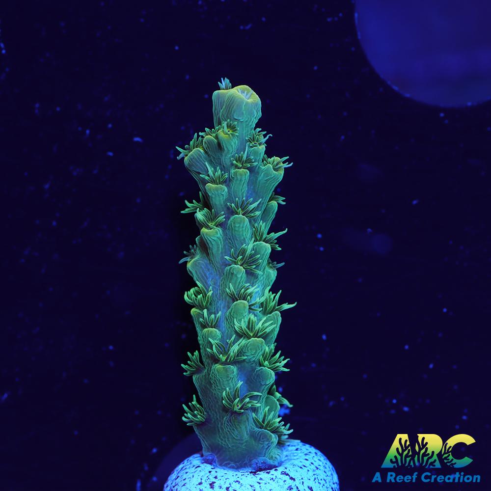 ARC Fuzzy Lime Table