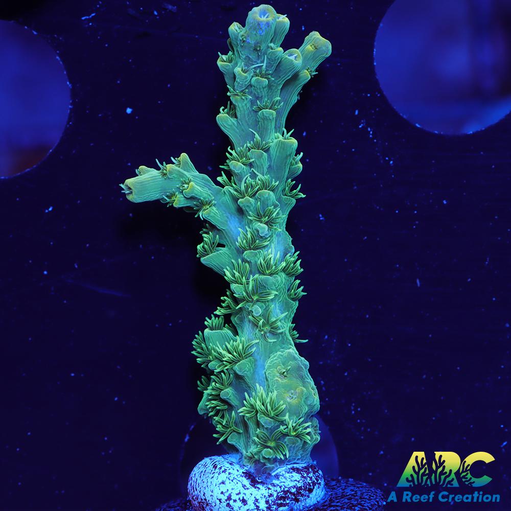 ARC Fuzzy Lime Table