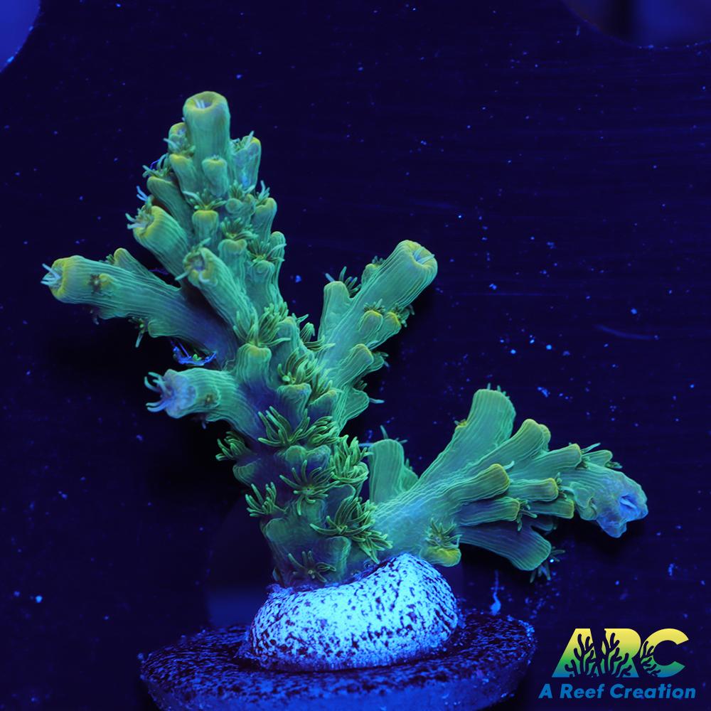 ARC Fuzzy Lime Table