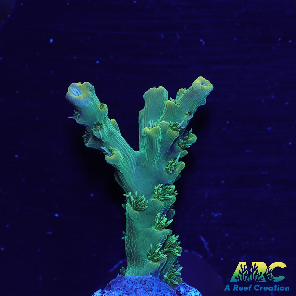 ARC Fuzzy Lime Table