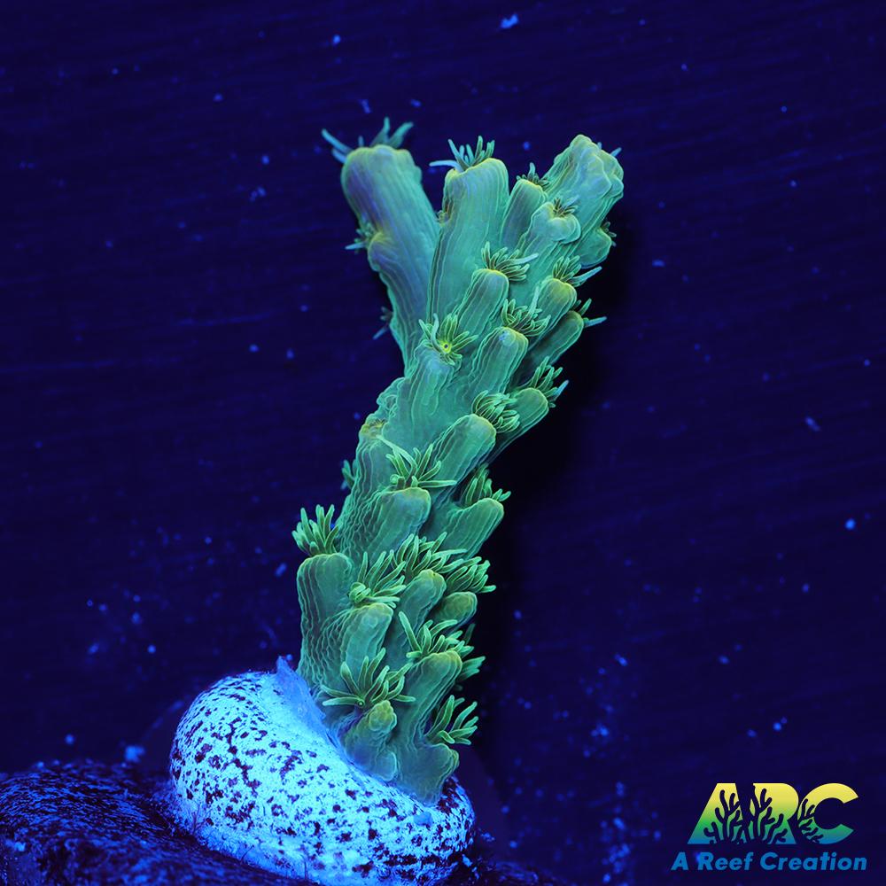 ARC Fuzzy Lime Table