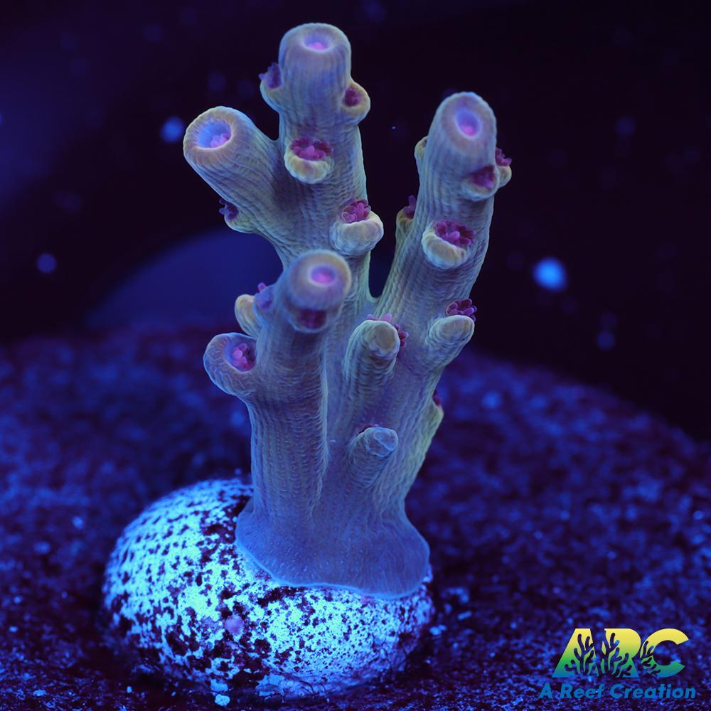 BK Chem Creme de la Creme