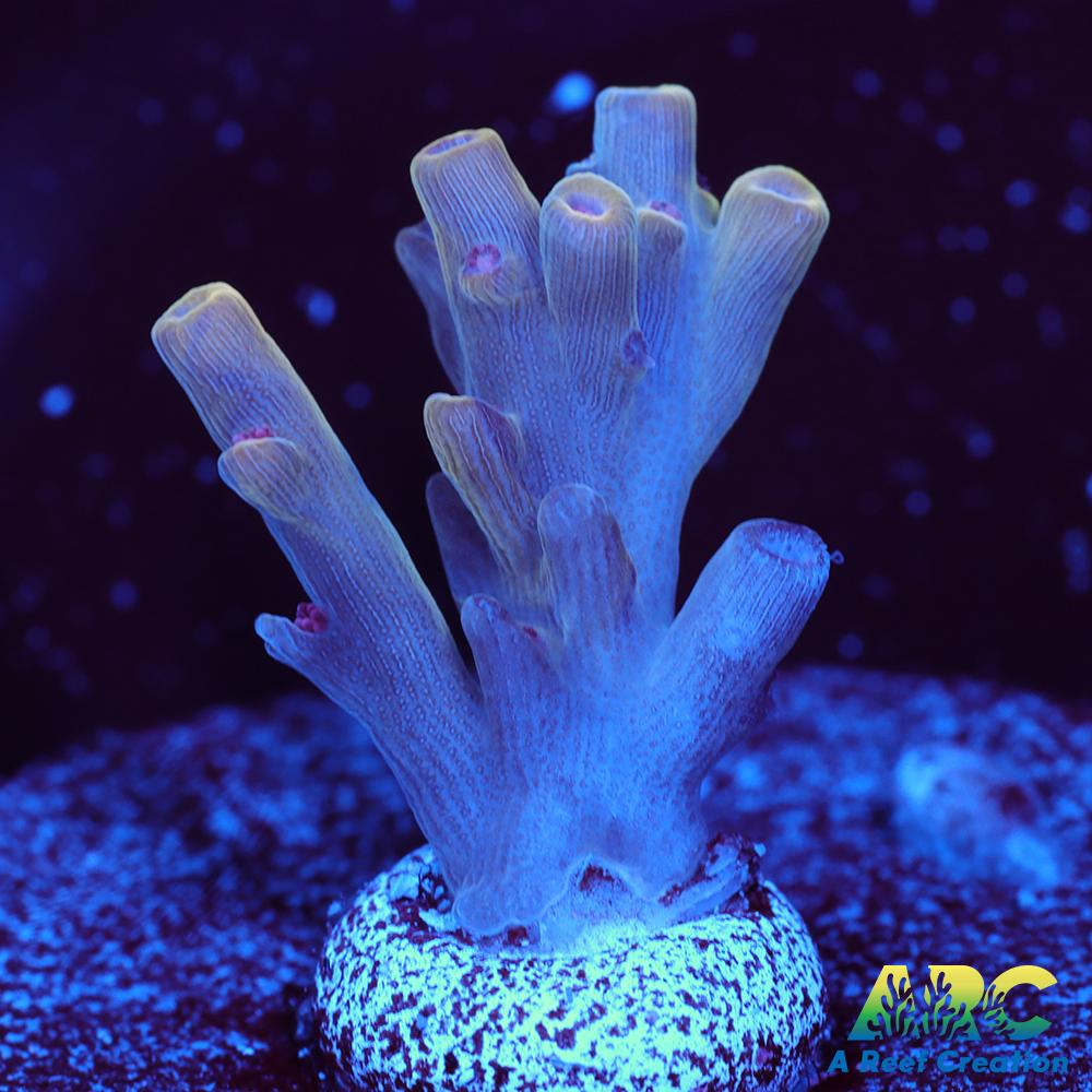 BK Chem Creme de la Creme