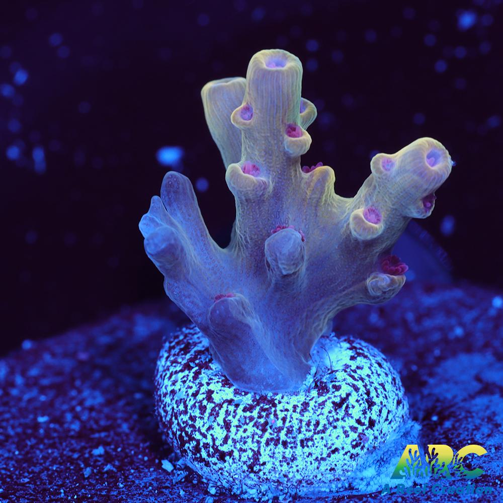 BK Chem Creme de la Creme