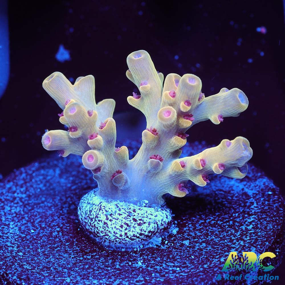 BK Chem Creme de la Creme