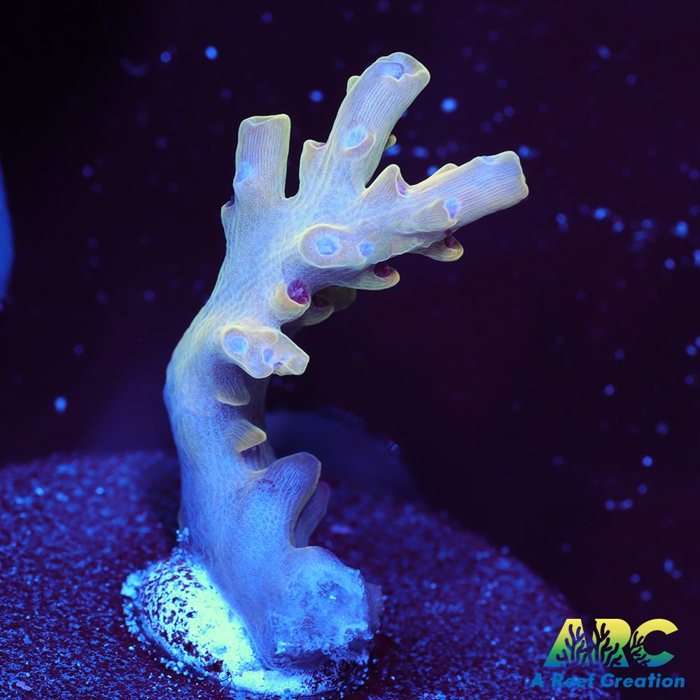 BK Chem Creme de la Creme