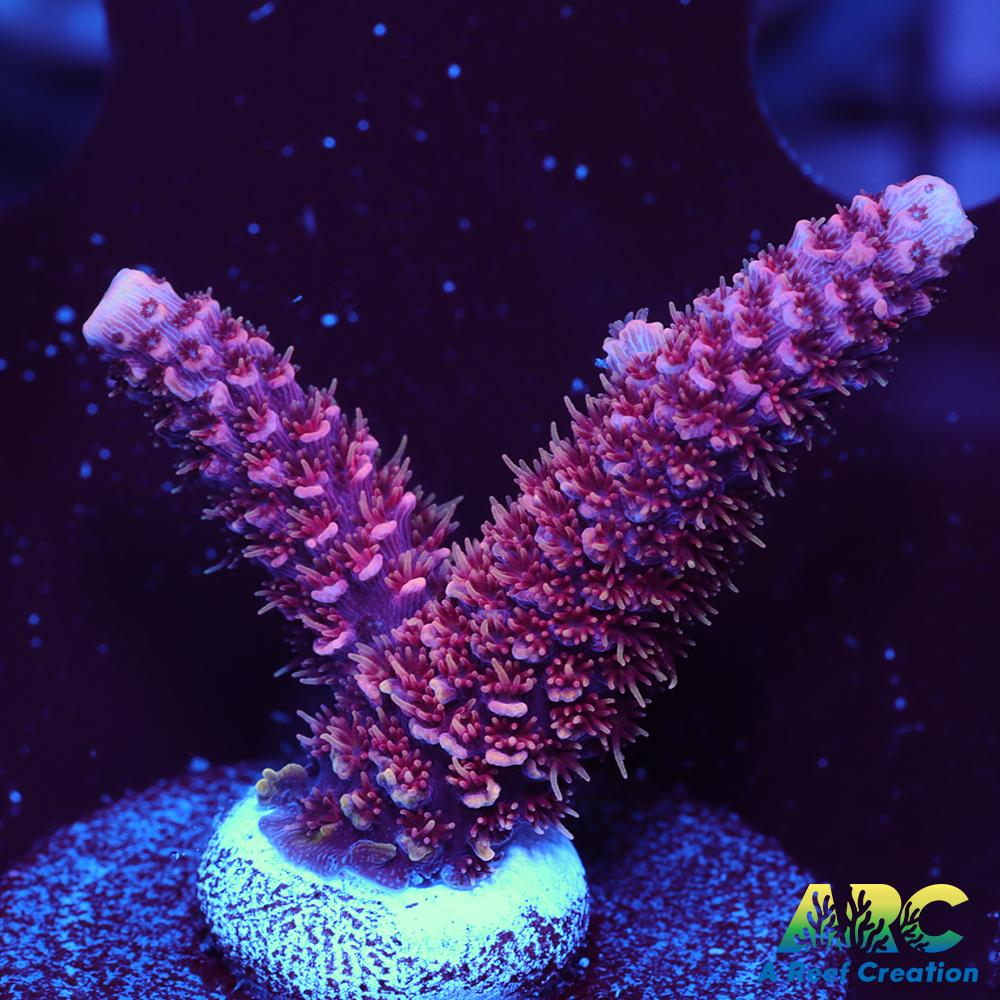 ARC Strawberry Spath