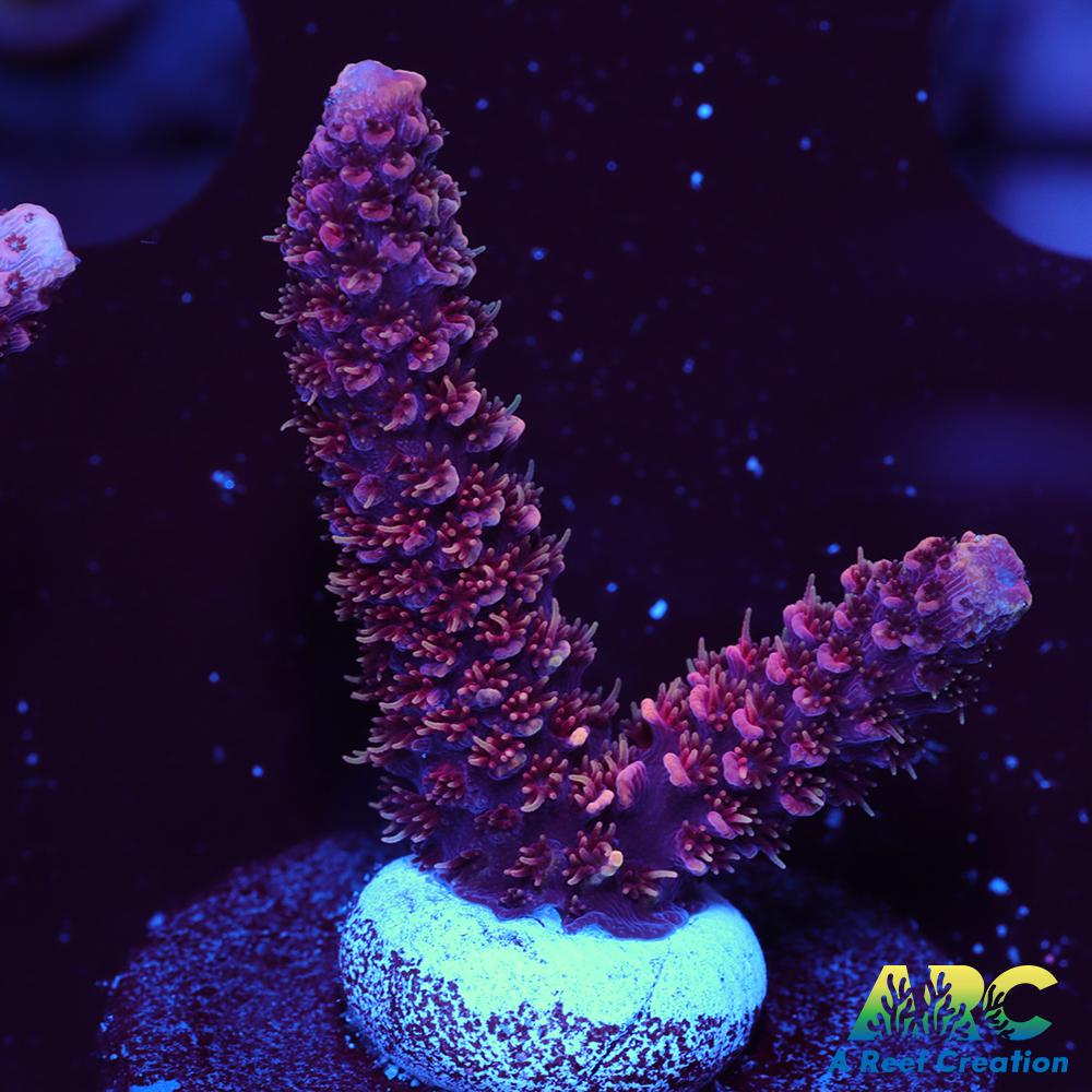 ARC Strawberry Spath