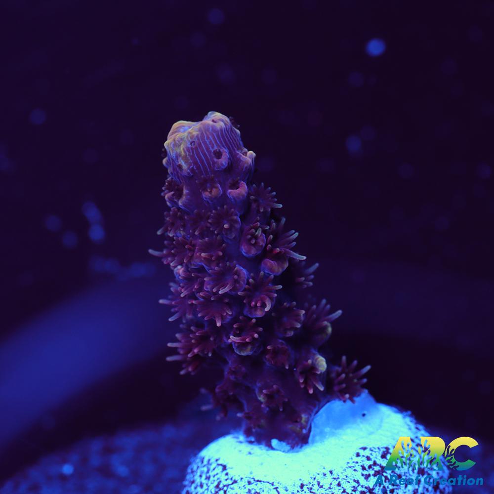 ARC Strawberry Spath