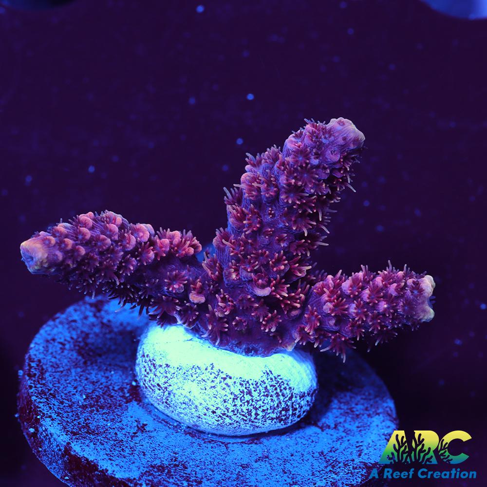 ARC Strawberry Spath