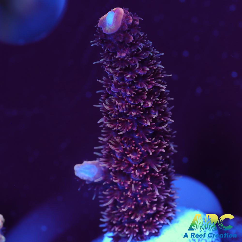 ARC Strawberry Spath