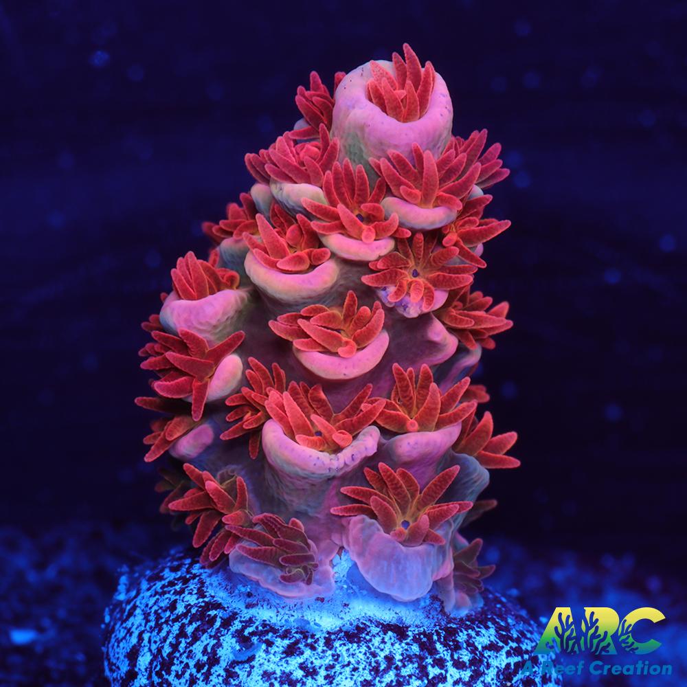 New Release ARC Flame of Udun Tenuis