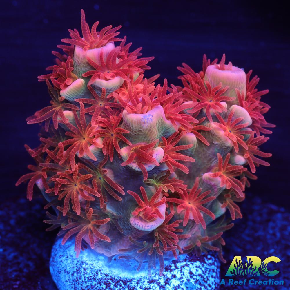 New Release ARC Flame of Udun Tenuis