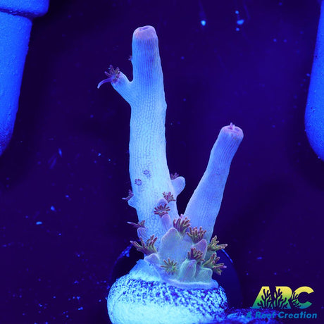Greg's Unicorn Acro