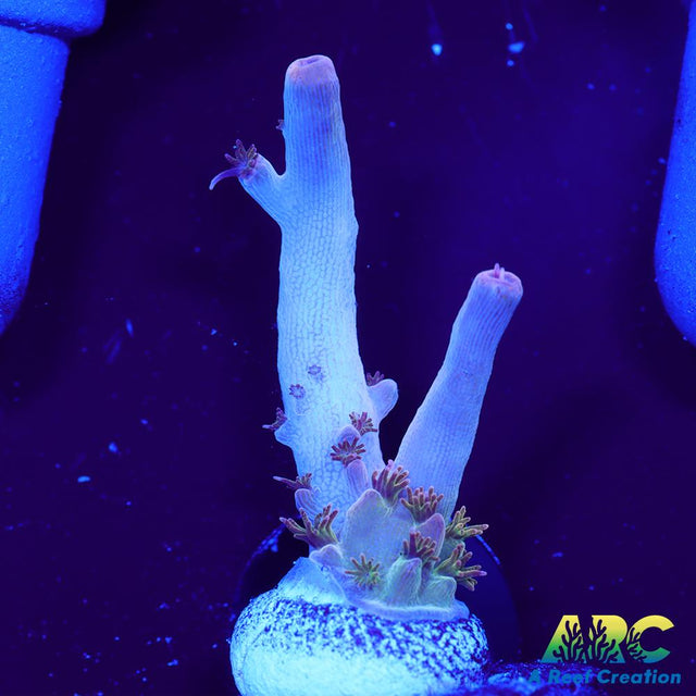 Greg's Unicorn Acro