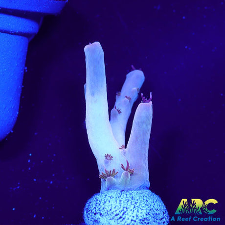 Greg's Unicorn Acro